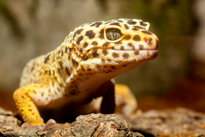 Gecko Portrait