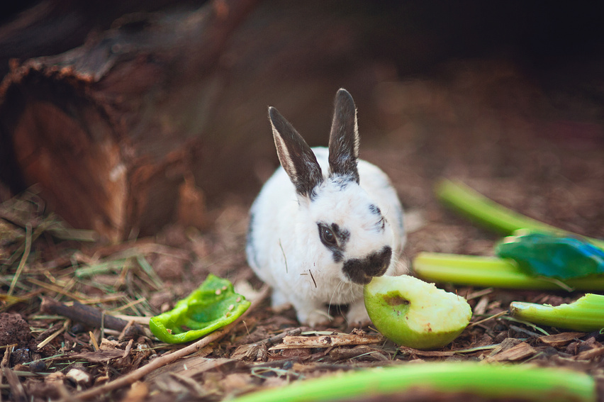 Rabbit Eating Apple