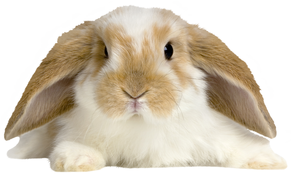 Lop Rabbit