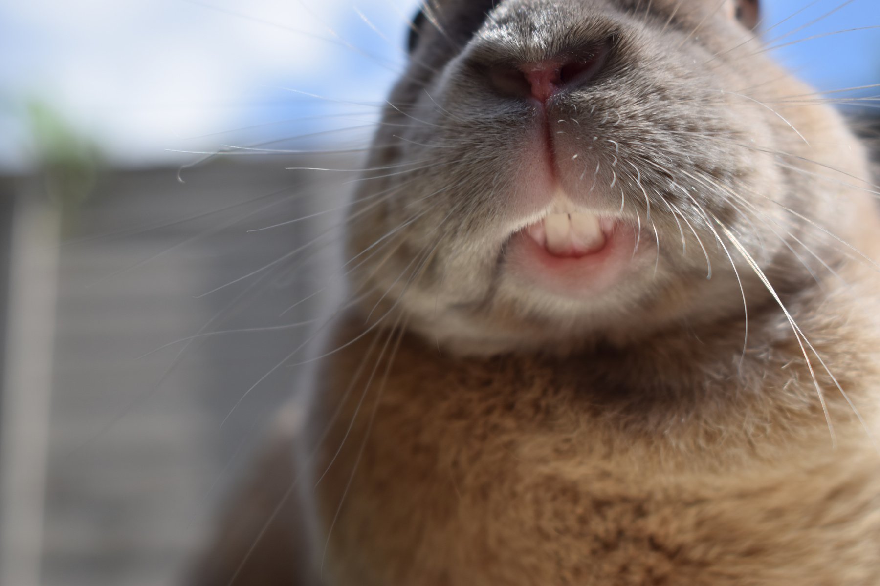 Rabbit teeth