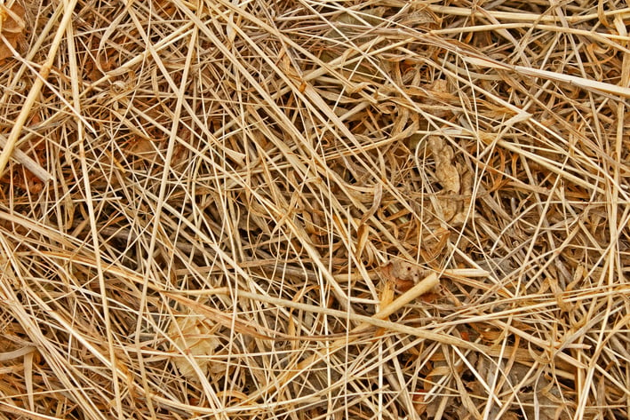 Dried HayDried Hay