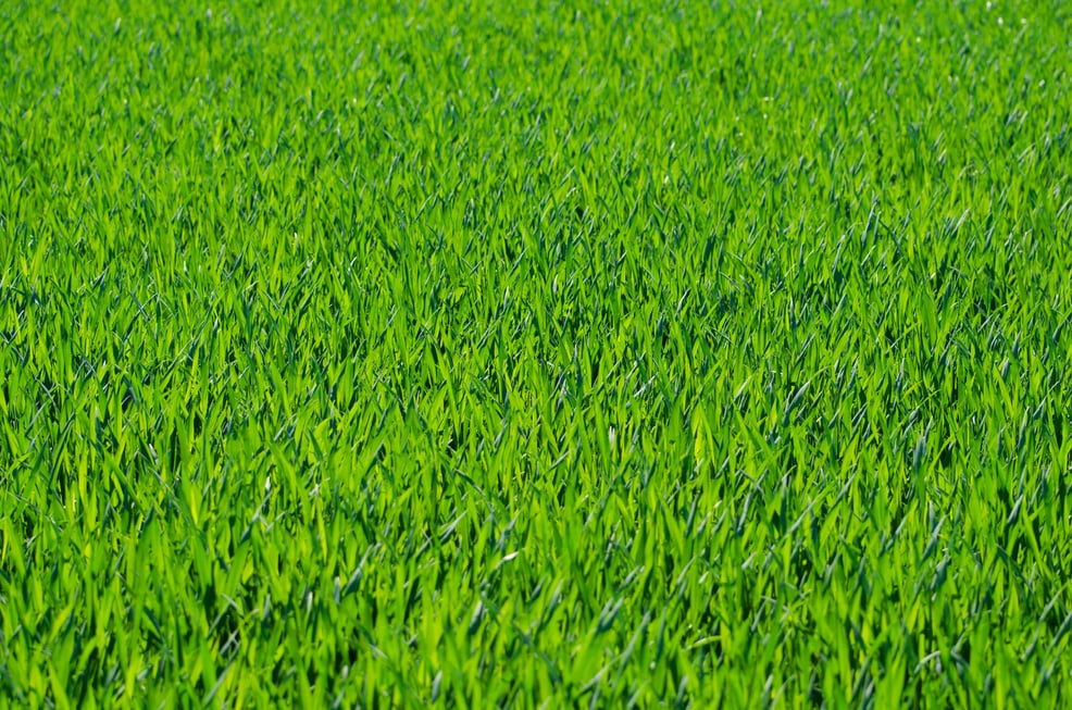 Grass Texture for Background