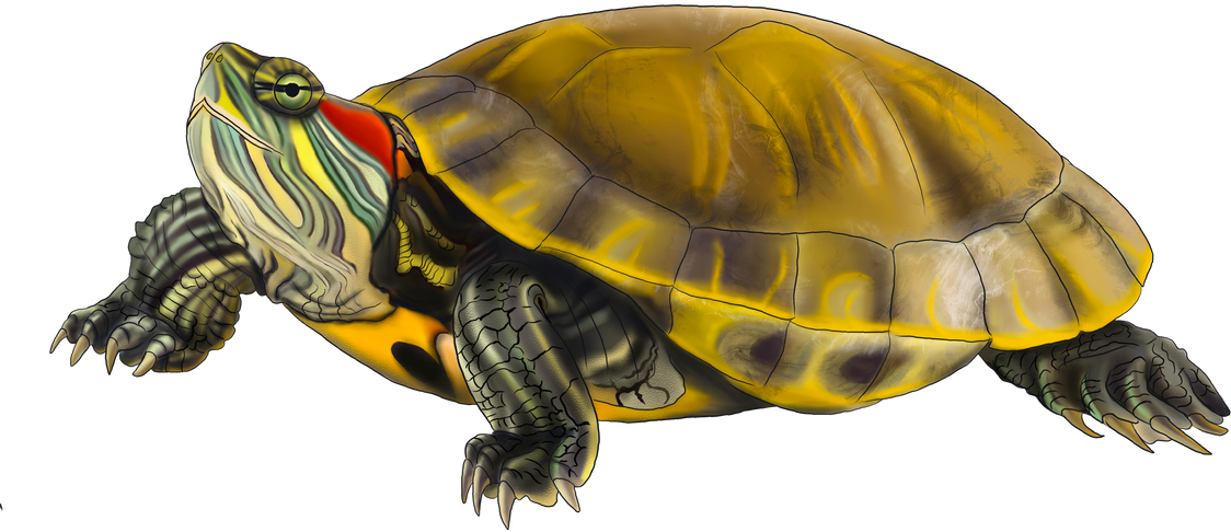 Red-eared slider turtle