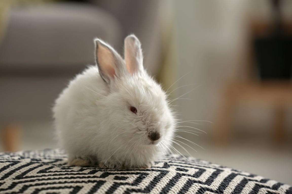 Cute Fluffy Rabbit Indoors