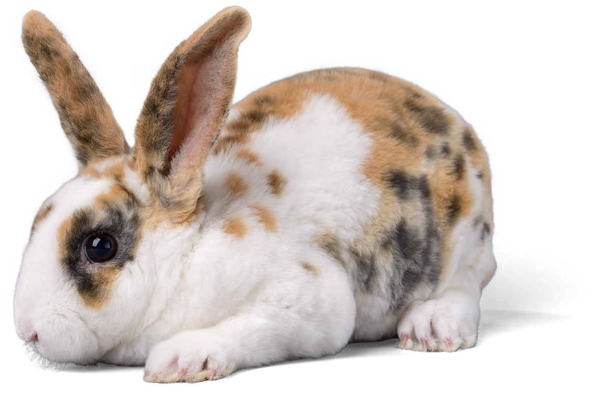 Fluffy Bunny Cutout