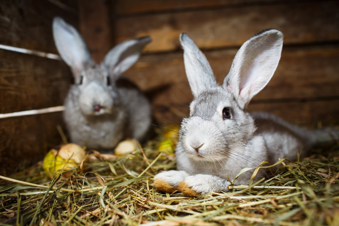 Young rabbits in a hutch (European Rabbit - Oryctolagus cuniculu