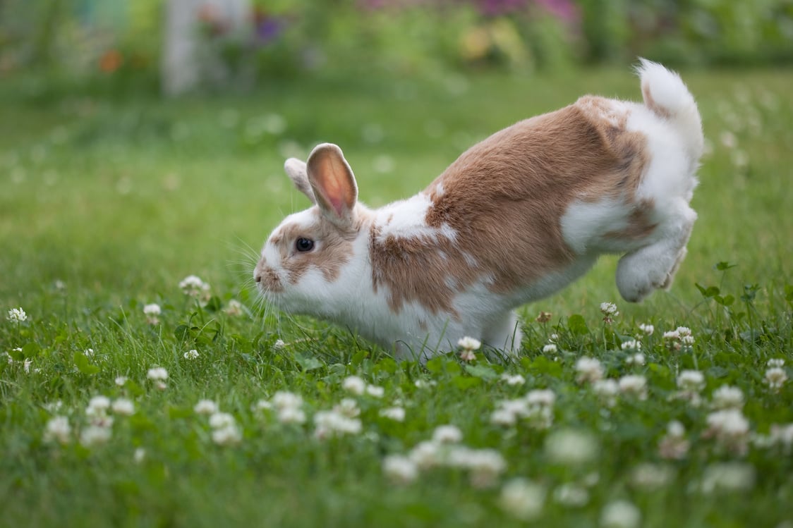 Funny easter rabbit