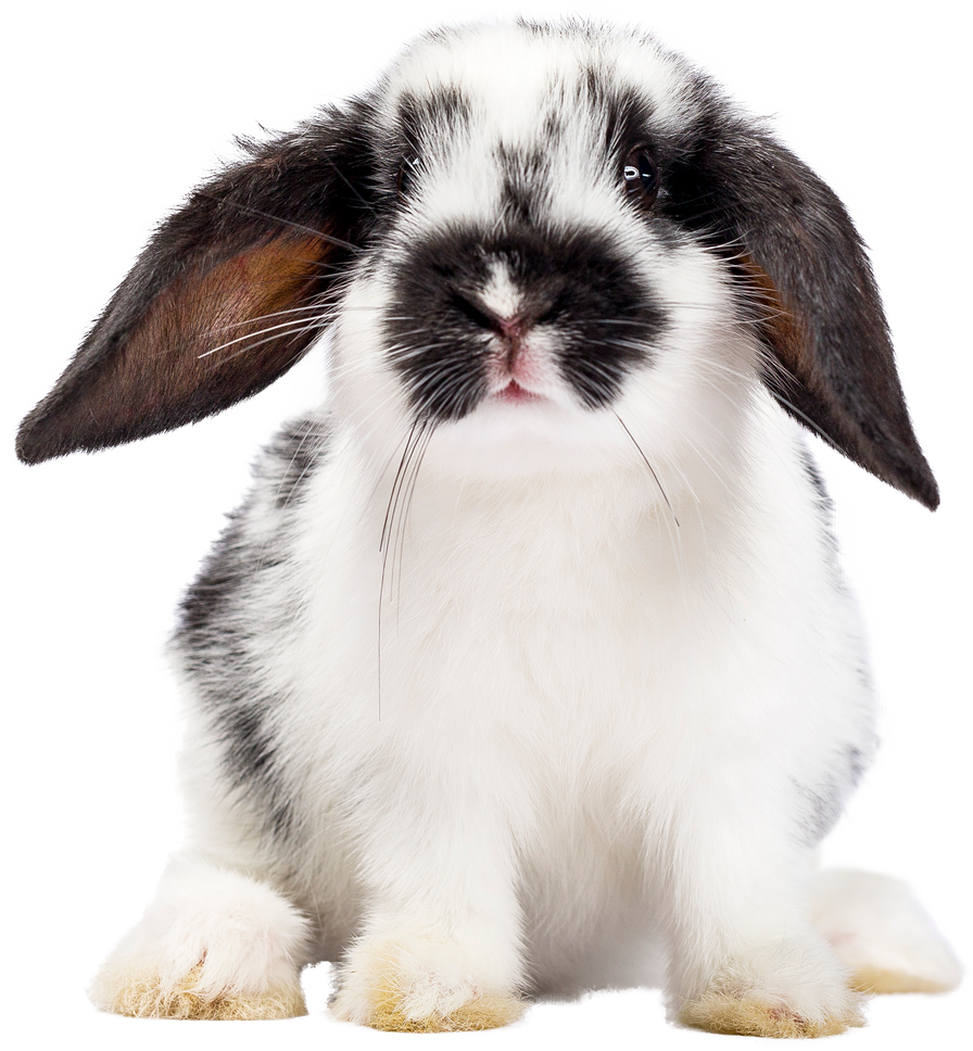 Pet Bunny Rabbit cutout on transparent Background