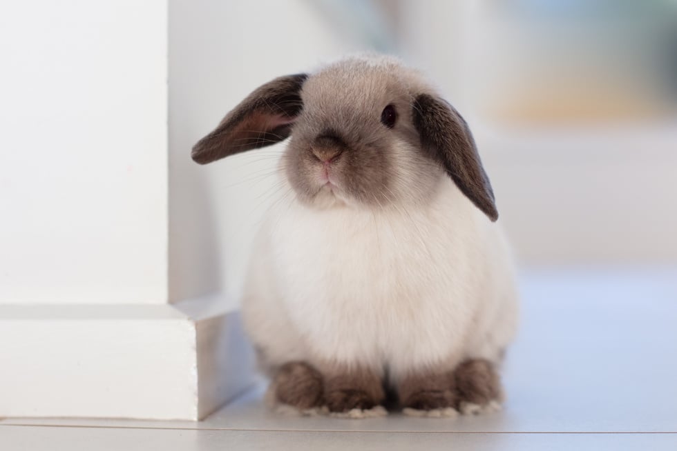 Mini Lop Rabbit